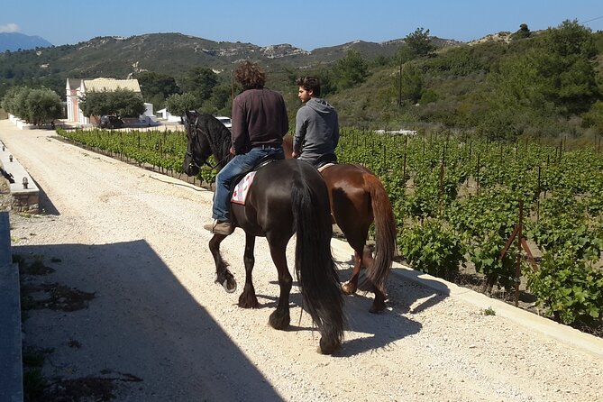 Rhodes Wine & Food Tour: 10 Meal Course Lunch, Wine Tasting, Cooking Class - Walking through the vines