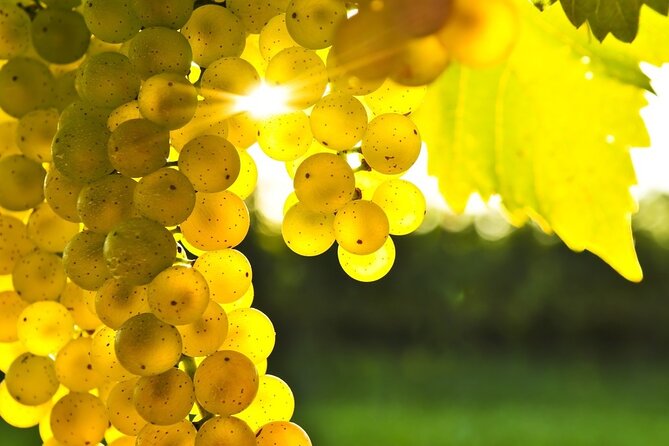 Rhodes Wine & Food Tour: 10 Meal Course Lunch, Wine Tasting, Cooking Class - Tasting five or six Rhodian wines