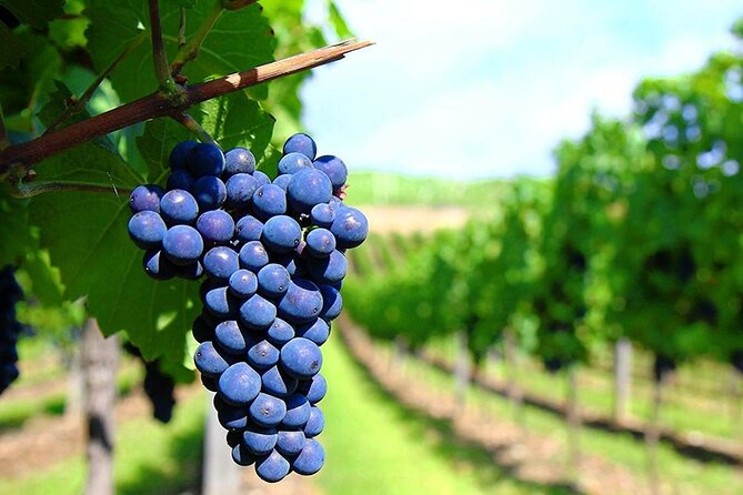 Rhodes Wine & Food Tour: 10 Meal Course Lunch, Wine Tasting, Cooking Class - How much value do you get for $156.01?