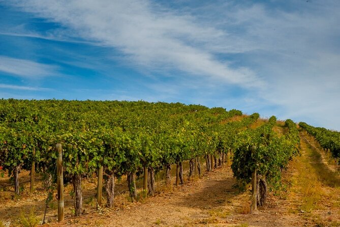 Rhodes Wine & Food Tour: 10 Meal Course Lunch, Wine Tasting, Cooking Class - Who should book this Rhodes food and wine day?