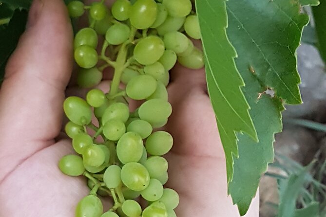 Rhodes Wine & Food Tour: 10 Meal Course Lunch, Wine Tasting, Cooking Class - How grapes become wine and souma