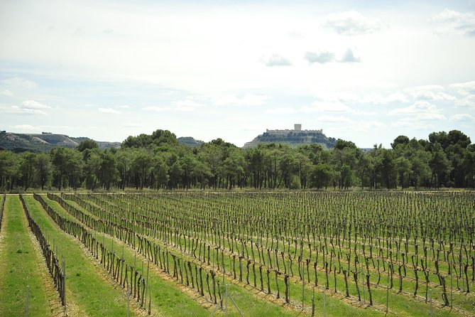 Ribera del Duero Wineries Guided Tour & Wine Tasting from Madrid - From Madrid to the Red Wines of Ribera del Duero