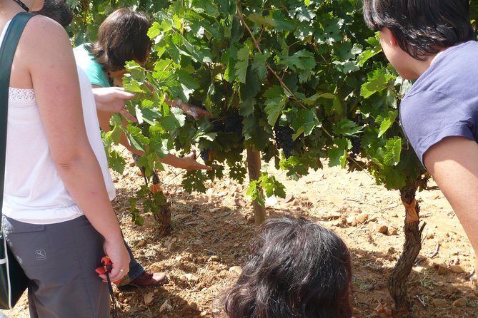 Ribera del Duero Wineries Guided Tour & Wine Tasting from Madrid - FAQ