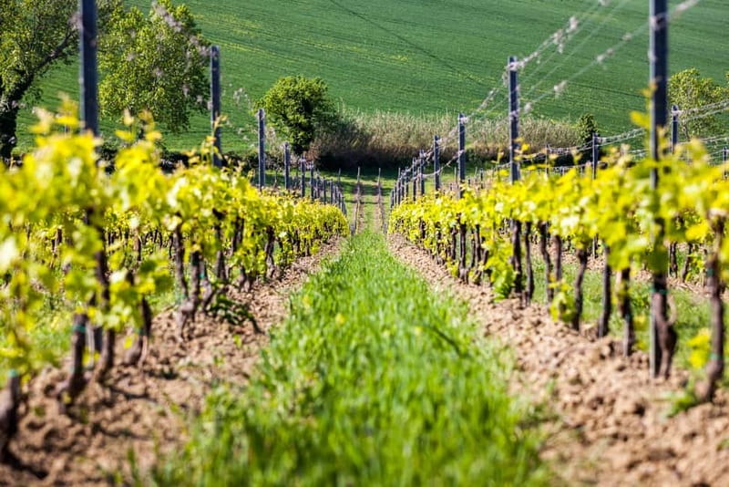 Rimini: San Valentino DOC Wine Tastings - A short walk through the farm and cellar