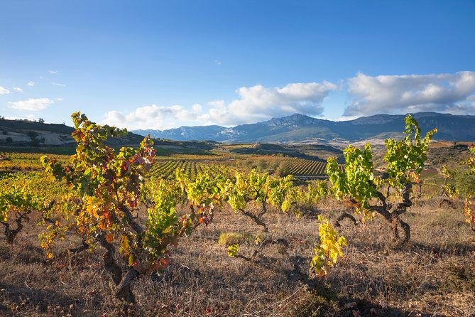 Rioja Wine Tour: 2 Wineries From Bilbao - From Bilbao to Rioja in an air-conditioned van