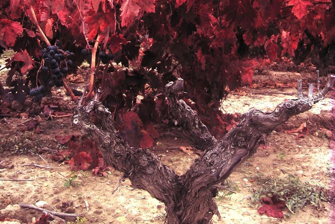 Rioja Wine Tour: 2 Wineries From Bilbao - The guides are a major part of the value