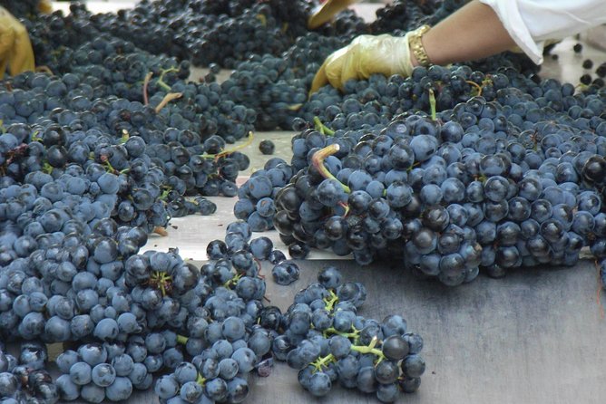 Rioja Wine Tour: 2 Wineries From Bilbao - Who will enjoy this Rioja day?