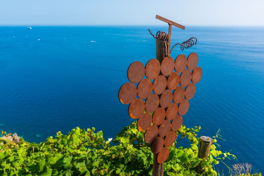 Riomaggiore: Vineyard & Wine Cellar Tour with Wine Tasting - The vineyard: dramatic views, hard work, and narrow terraces