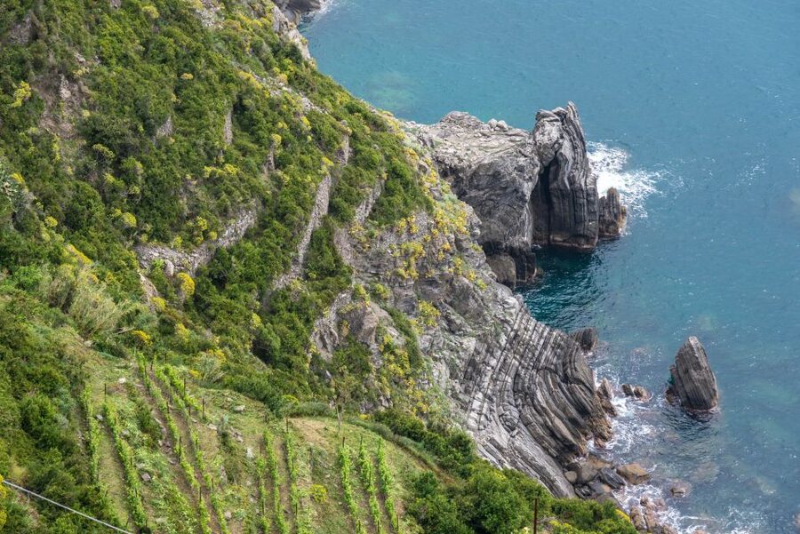 Riomaggiore: Vineyard & Wine Cellar Tour with Wine Tasting - What makes the guiding valuable