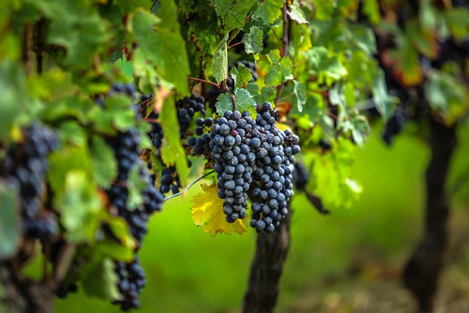 Saint Emilion Half-Day Trip with Wine Tasting & Winery Visit from Bordeaux - What happens at the grand cru château