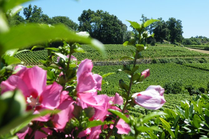 Saint Emilion Wine Tour Tasting Half Day from Bordeaux - Guide quality makes a real difference