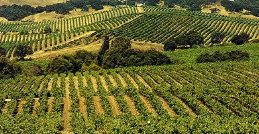 San Francisco: Half-Day Wine Country Tour with Wine Tastings - Why this half-day wine tour works