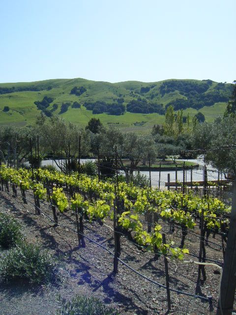 San Francisco: Half-Day Wine Country Tour with Wine Tastings - What happens at the two wineries