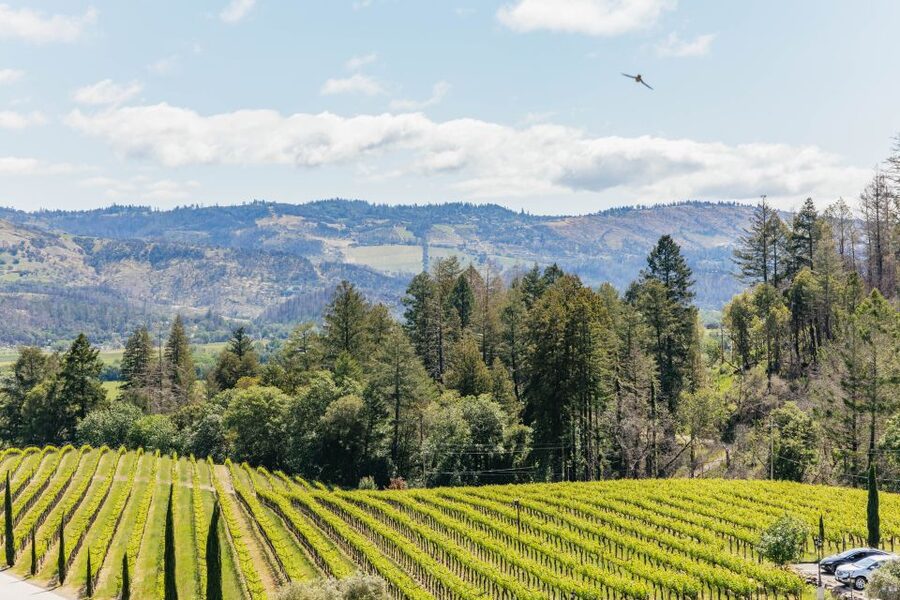 San Francisco: Luxury Small-Group Wine Tour of Napa Valley - What $299 really covers