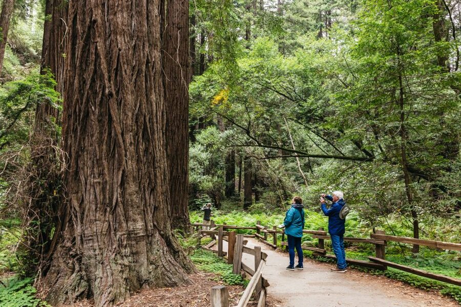 San Francisco: Muir Woods, Napa & Sonoma Valley Wine Tour - Three wineries, three different moods