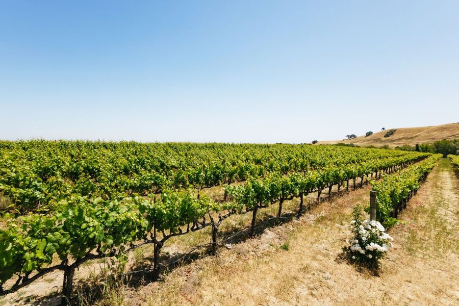 San Francisco: Muir Woods, Napa & Sonoma Valley Wine Tour - What the $166 price really buys