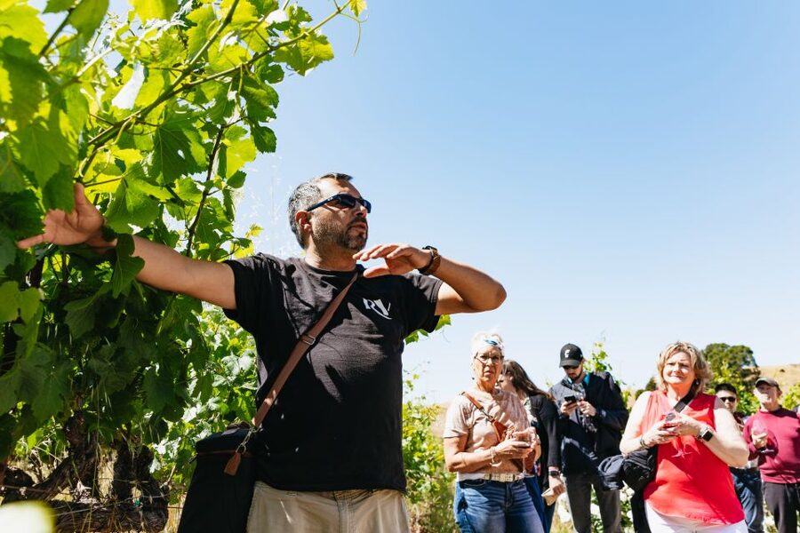 San Francisco: Napa and Sonoma Valley Wine Tour - Should you book this Napa and Sonoma tour?