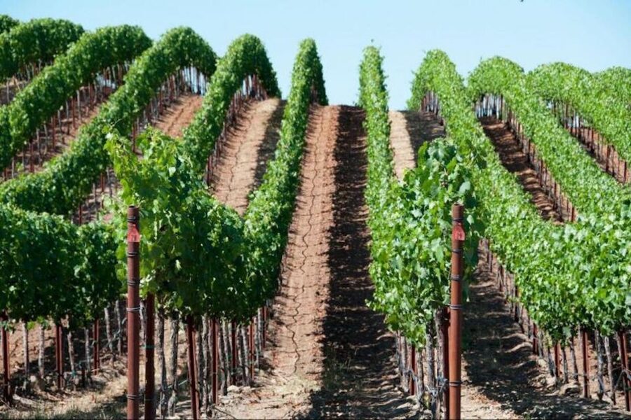San Francisco: Napa Valley Half-Day Wine Tour with Tastings - Two wineries, two different moods