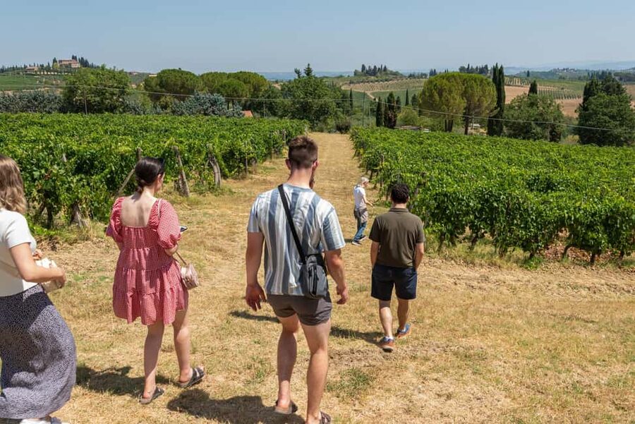 San Gimignano: Premium Wine Tour with Lunch - Should you book it?