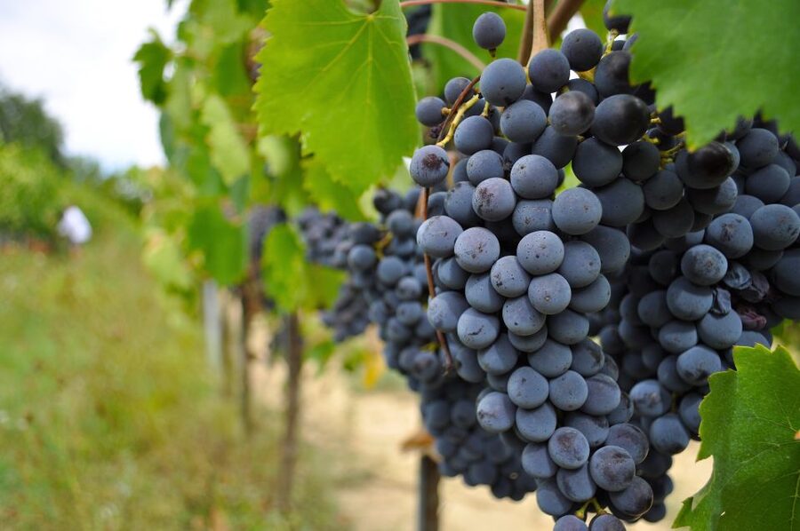 San Gimignano: Vineyard and Cellar Tour with Wine Tasting - The outdoor setting and views toward Certaldo