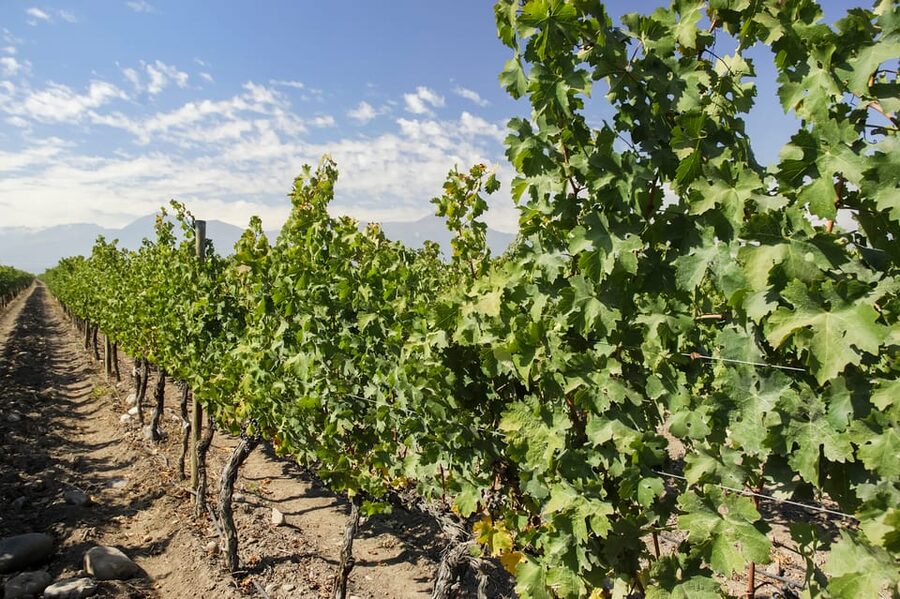 Santiago: Concha y Toro and Undurraga Vineyards Tour - Transport, group size, and communication