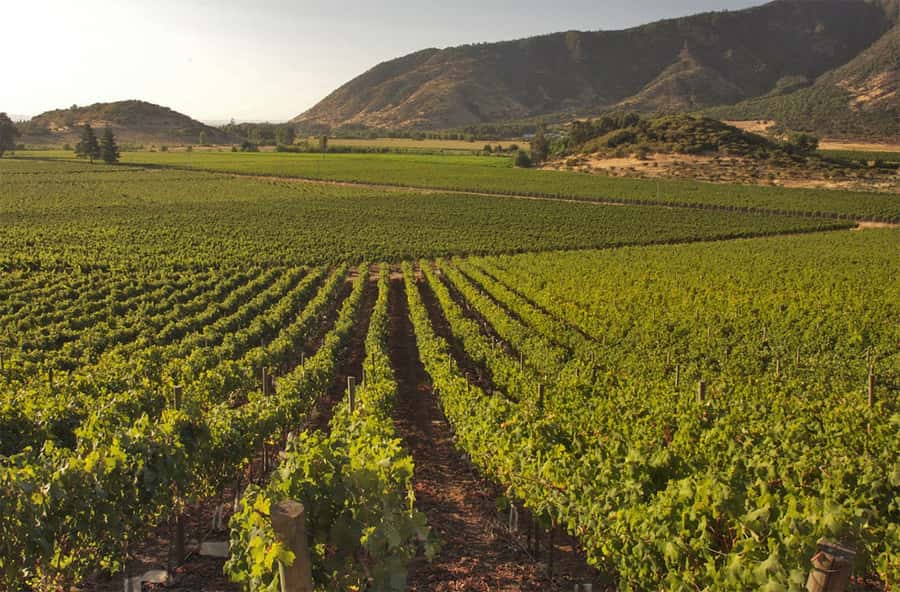 Santiago: Concha y Toro and Undurraga Vineyards Tour - Starting at Viña Undurraga