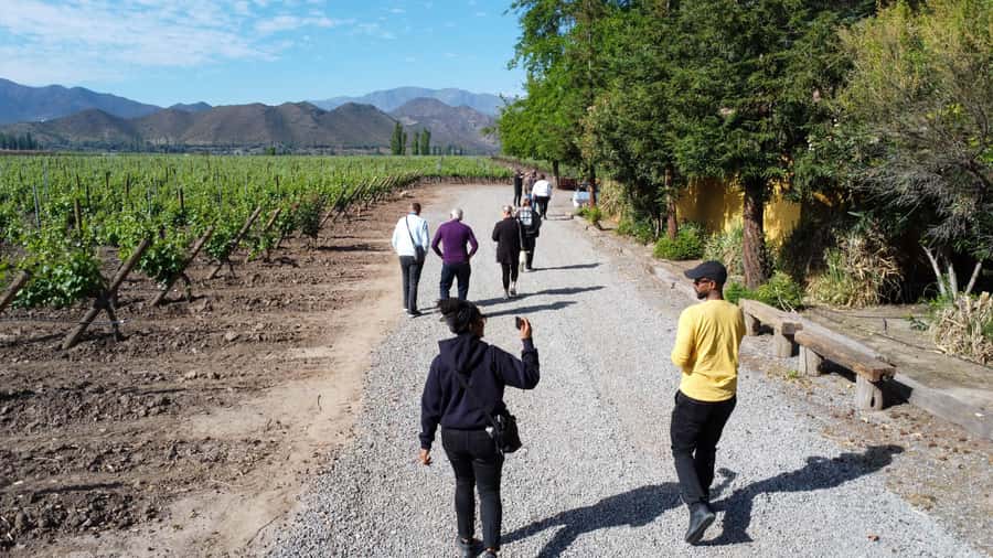Santiago: Inca Lagoon Tour with Local Vineyard and Tasting - The llama stop on the way back
