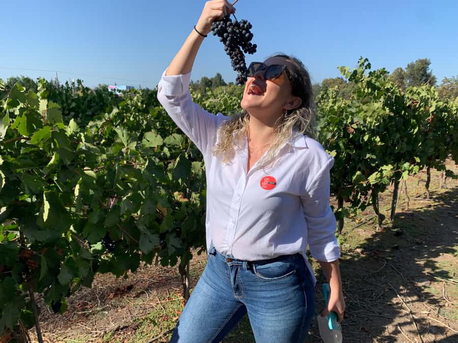 Santiago: Maipo Valley Wine Tasting Tour with 4 Vineyards - Key points to know before you book