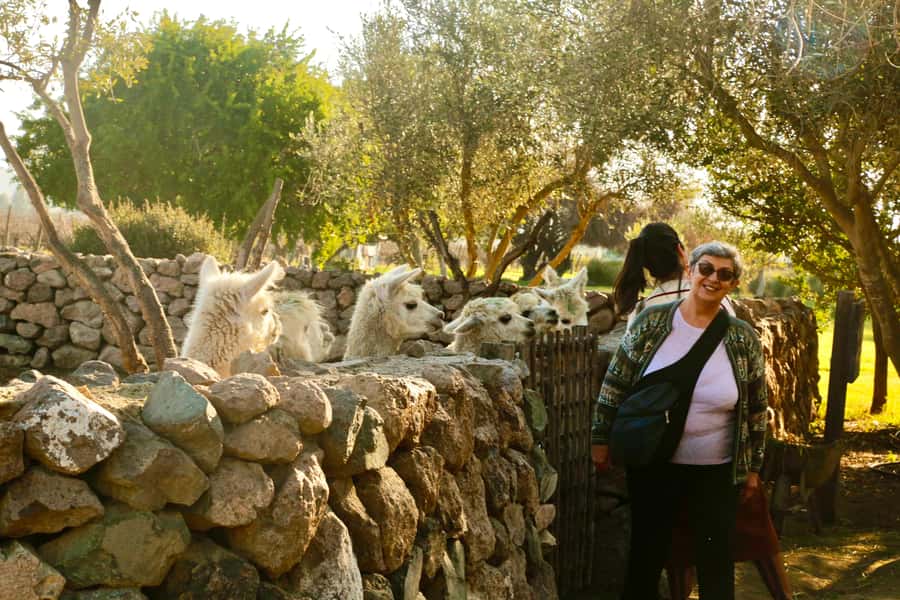 Santiago: Viña del Mar, Valparaiso, with Wine Tasting - Casablanca Valley and the wine stop