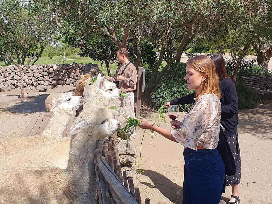 Santiago: World-class Wines, Visit to 4 Vineyards and Tanino - Casas del Bosque and Tanino: the long lunch stop