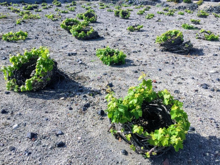 Santorini: Guided Tour to 3 Wineries with Wine Tastings - Estate Argyros and the polished side of Santorini wine