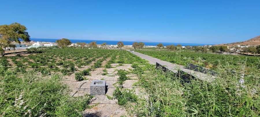 Santorini: Three Wineries and One Brewery Tour with Tastings - Key points to know before booking