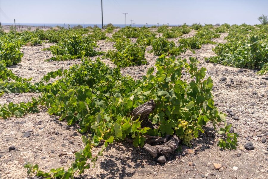 Santorini: Three Wineries and One Brewery Tour with Tastings - Who will enjoy this tour most