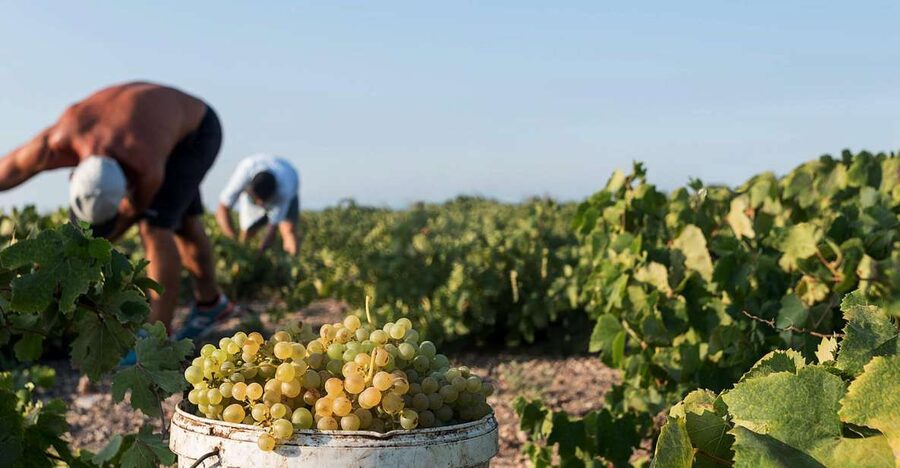Santorini Wine Roads: Tour of 3 Wineries with a Sommelier - The sommelier makes the difference