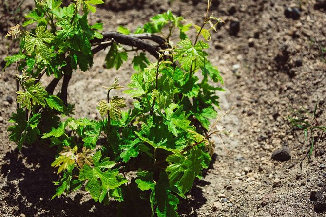Santorini: Wine Tour with Sunset in Oia - The underground wine museum at Mesa Gonia
