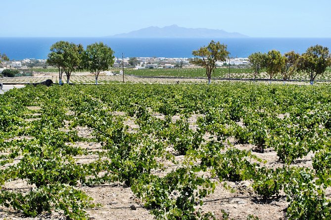 Santorini: Wine Tour with Sunset in Oia - What the wine tasting is really like