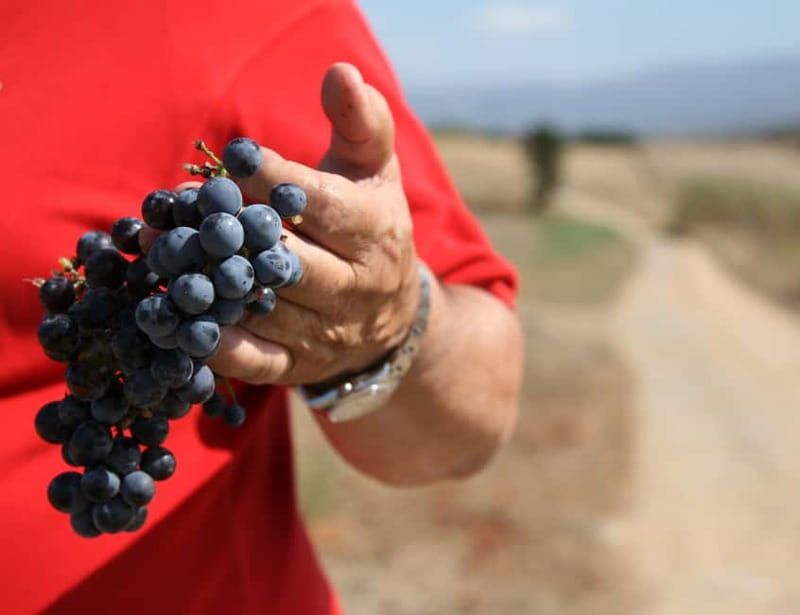 Sardinia: Winery Tour and Wine Tasting Experience - Start at Ferruccio Deiana Vini in Su Leunaxiu