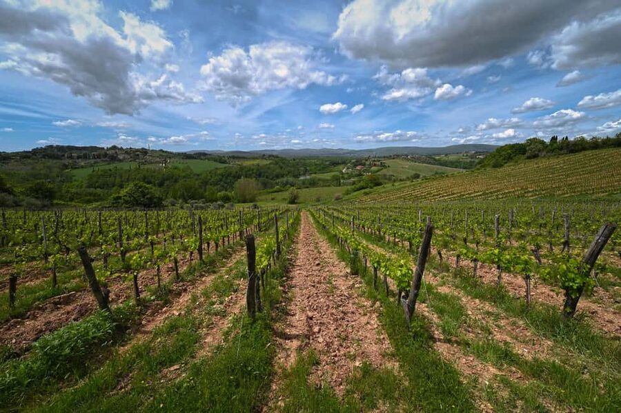 Siena: Educational Wine Tour & Tasting - The Tuscan lunch is part of the lesson