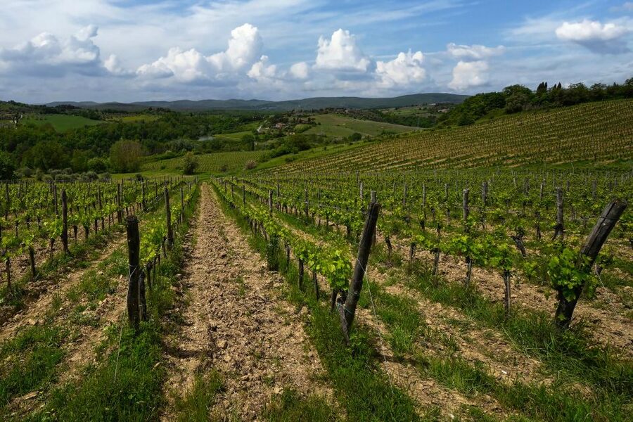 Siena: Organic Winery Tour and Wine Tasting - FAQ