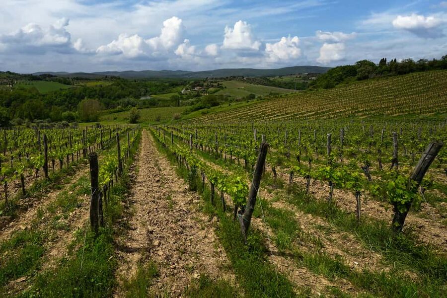 Siena: Organic Winery Tour and Wine Tasting - Tasting five wines with Tuscan food