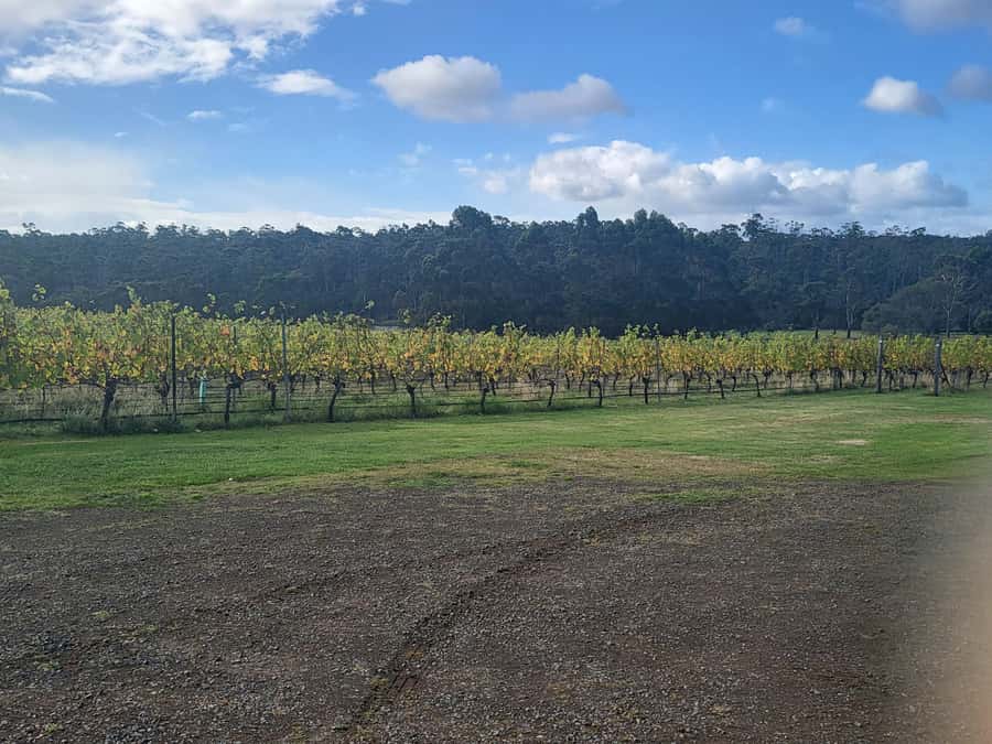 Signature Wine Tour - Hobart & SE Tasmania - Ross brings more than a designated driver
