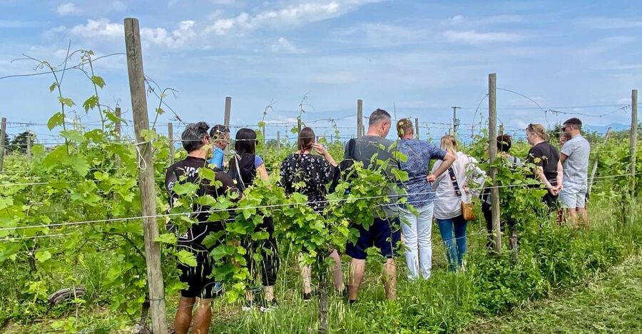 Sirmione: Vineyard Tour with Lugana Wines and Local Tastings - Why this small winery near Sirmione is worth your time