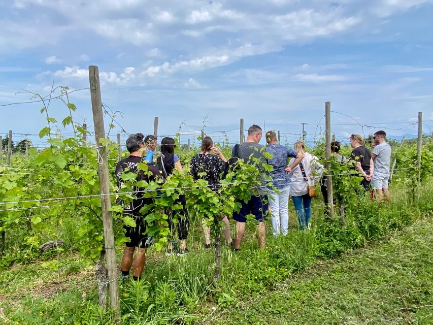 Sirmione: Vineyard Tour with Lugana Wines and Local Tastings - Walking through Turbiana country