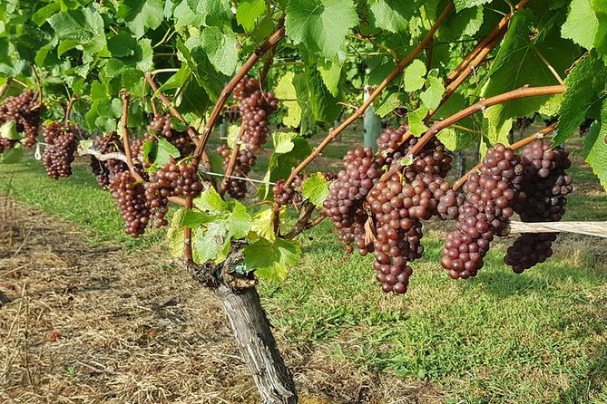 Small-Group Kumeu Wine Country Tour with Wine Tastings & Lunch - Key points at a glance