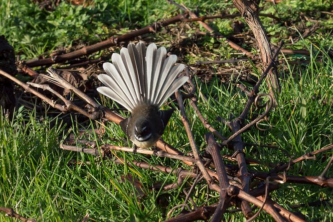 Small-Group Kumeu Wine Country Tour with Wine Tastings & Lunch - Muriwai Beach: black sand and birdlife