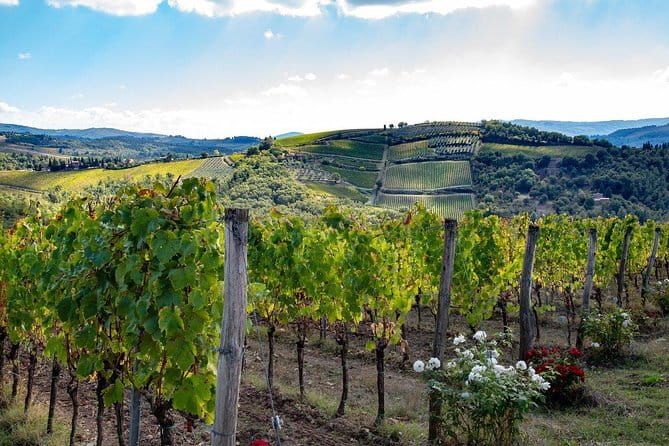 SMALL-GROUP Wine Safaris: Tuscan Wine Tasting Tours from Florence - Quick take on the wine safari