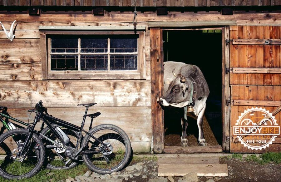 Sorrento: E-Bike Wine & Food Tour - What you taste at the farm
