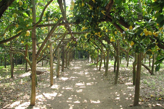 Sorrento Farm and Food Experience including Olive Oil, Limoncello, Wine tasting - Key points to know