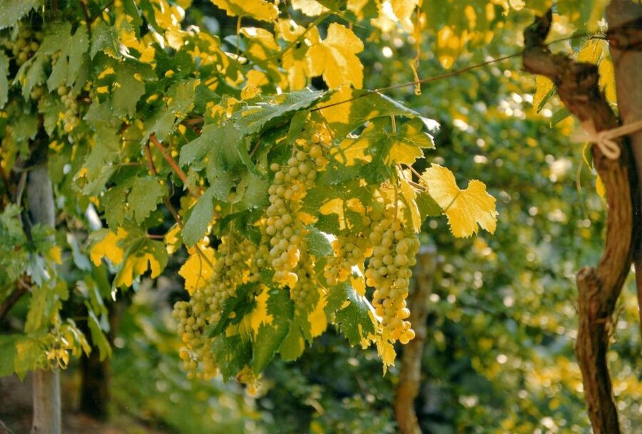 Sorrento: Lemon, Olive Oil and Wine Tasting Tour with Lunch - Key points to know before you book