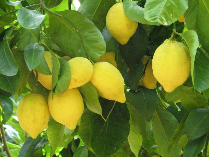 Sorrento: Lemon, Olive Oil and Wine Tasting Tour with Lunch - The Sorrento lemon grove and its traditional pergolas